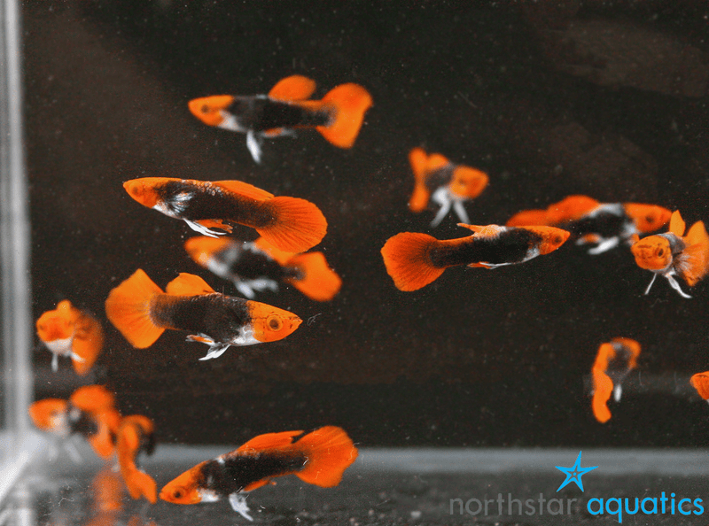 Guppy